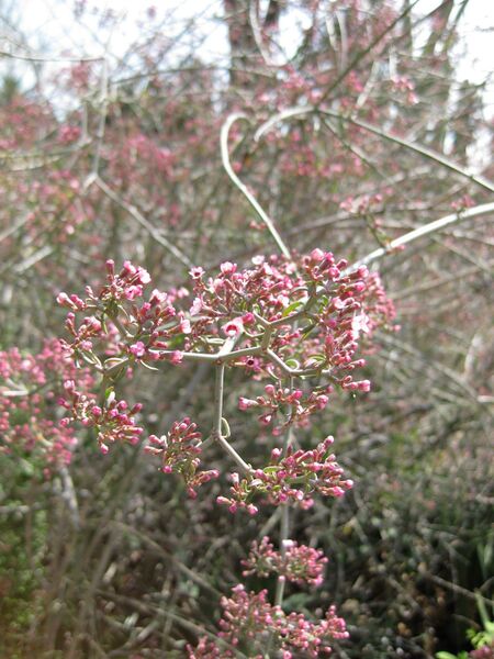 File:IMG 4235 hunt0904.jpg