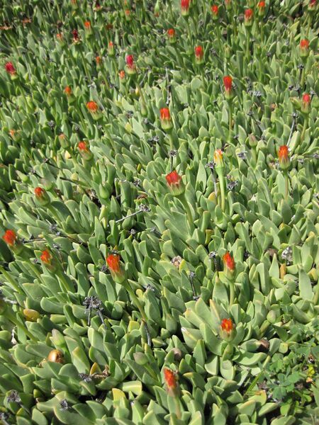 File:IMG 4236 hunt0904.jpg