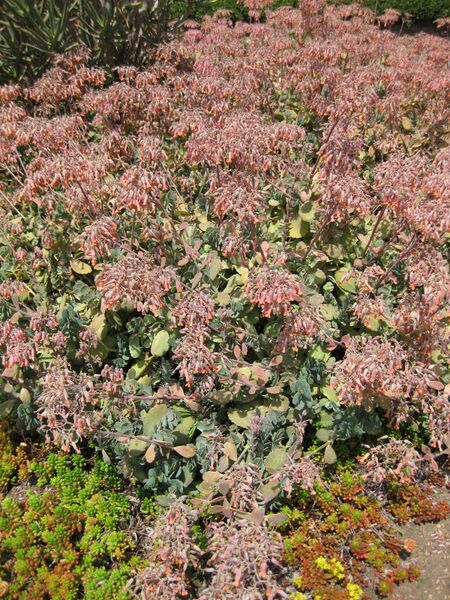 File:IMG 4238 hunt0904.jpg