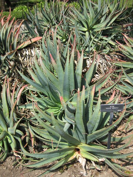 File:IMG 4239 hunt0904.jpg