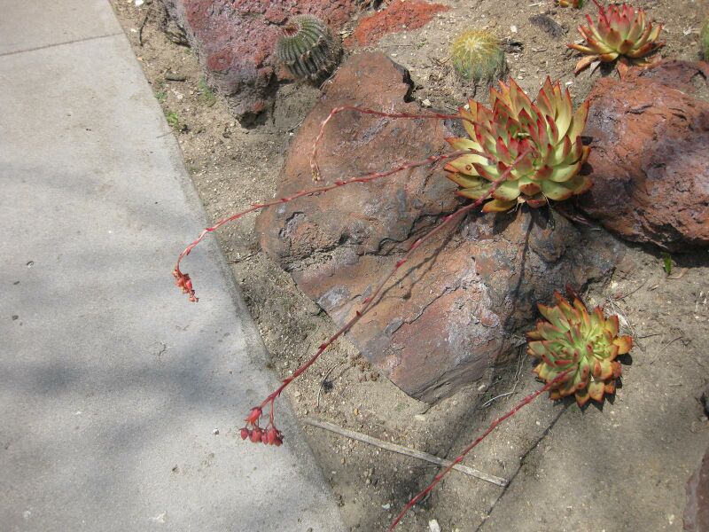 File:IMG 4242 hunt0904.jpg