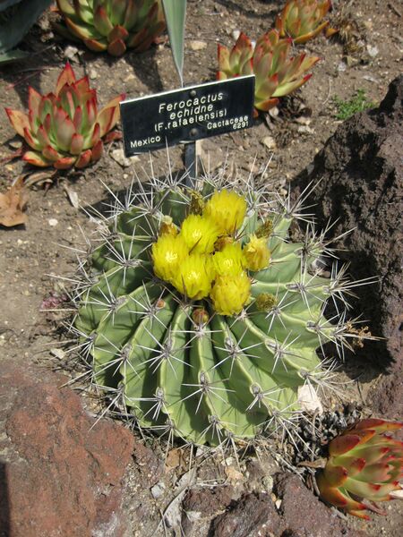 File:IMG 4243 hunt0904.jpg