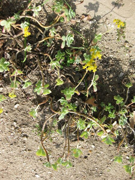 File:IMG 4244 hunt0904.jpg