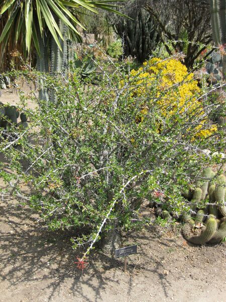 File:IMG 4246 hunt0904.jpg