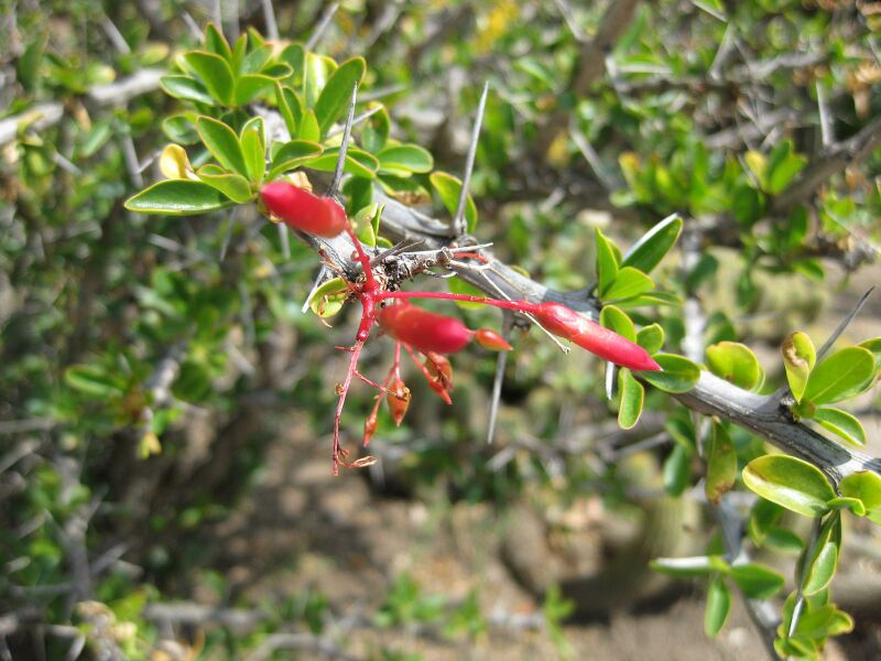 File:IMG 4247 hunt0904.jpg