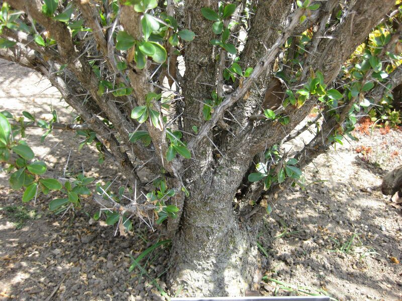 File:IMG 4249 hunt0904.jpg