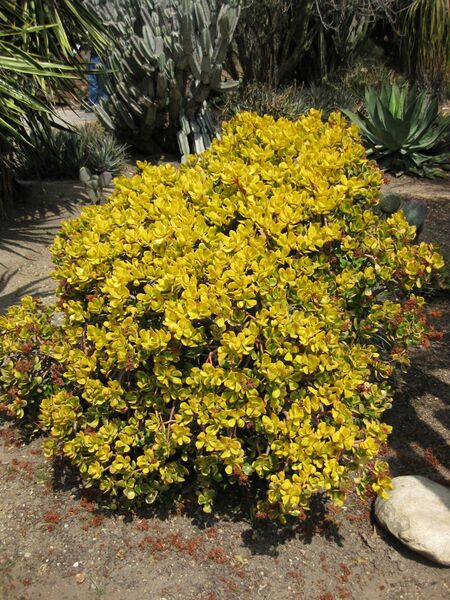 File:IMG 4250 hunt0904.jpg