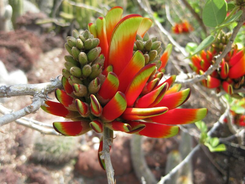 File:IMG 4253 hunt0904.jpg