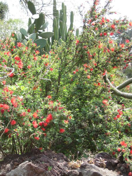 File:IMG 4256 hunt0904.jpg