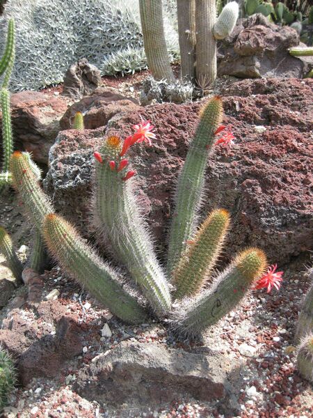 File:IMG 4257 hunt0904.jpg