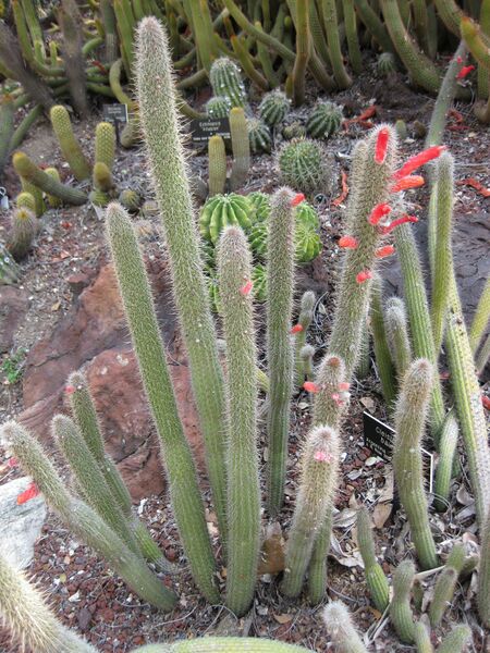 File:IMG 4258 hunt0904.jpg