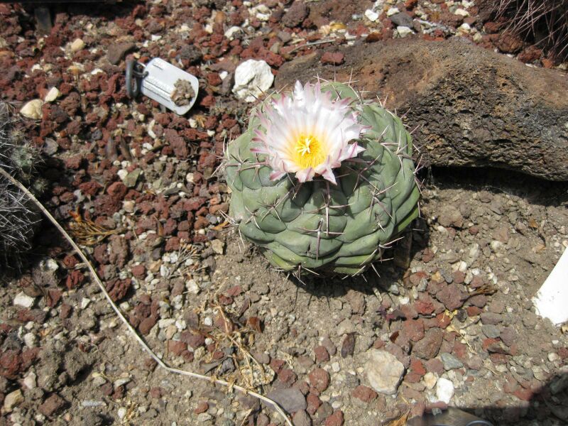 File:IMG 4264 hunt0904.jpg