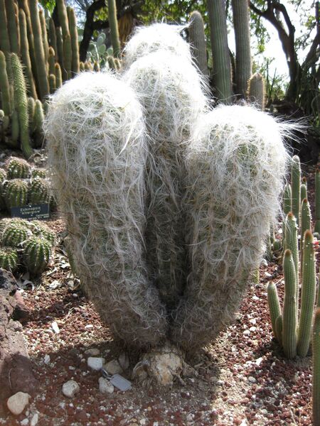 File:IMG 4265 hunt0904.jpg