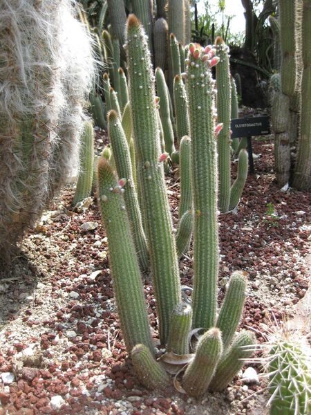 File:IMG 4267 hunt0904.jpg