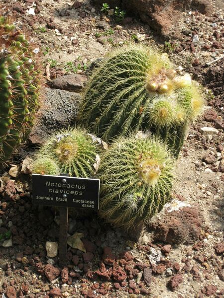 File:IMG 4271 hunt0904.jpg