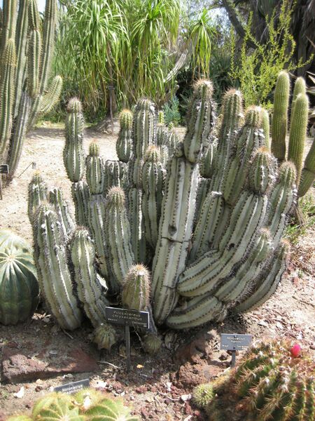 File:IMG 4272 hunt0904.jpg