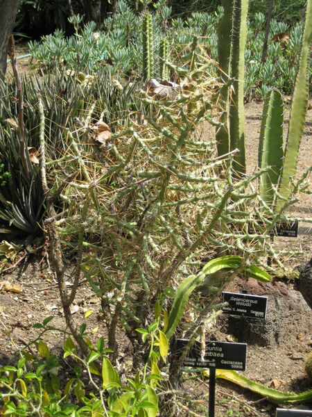 File:IMG 4276 hunt0904.jpg