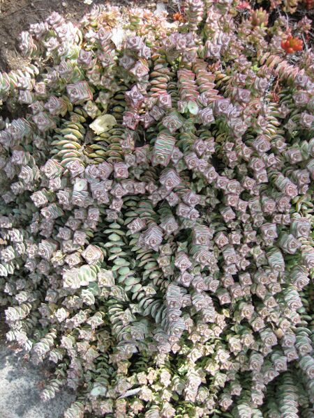 File:IMG 4281 hunt0904.jpg