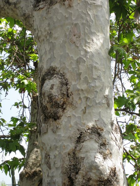 File:IMG 4286 hunt0904.jpg