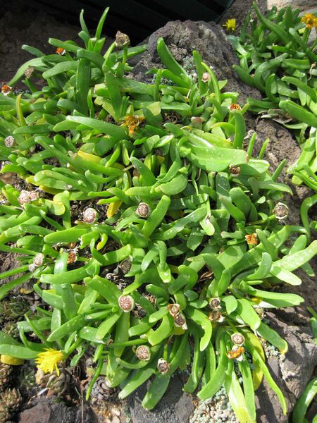 File:IMG 4288 hunt0904.jpg