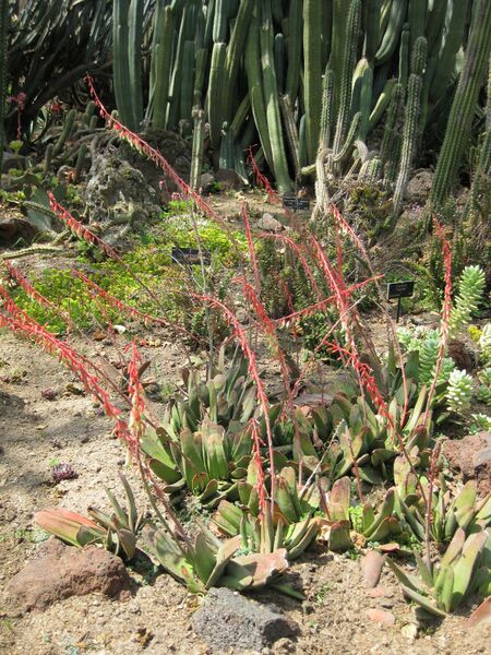 File:IMG 4293 hunt0904.jpg