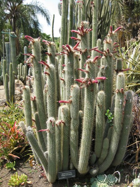 File:IMG 4294 hunt0904.jpg