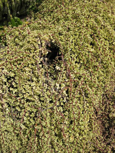 File:IMG 4296 hunt0904.jpg