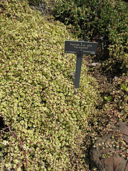 File:IMG 4297 hunt0904.jpg