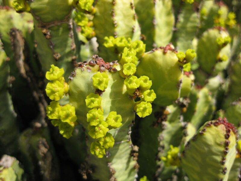 File:IMG 4299 hunt0904.jpg