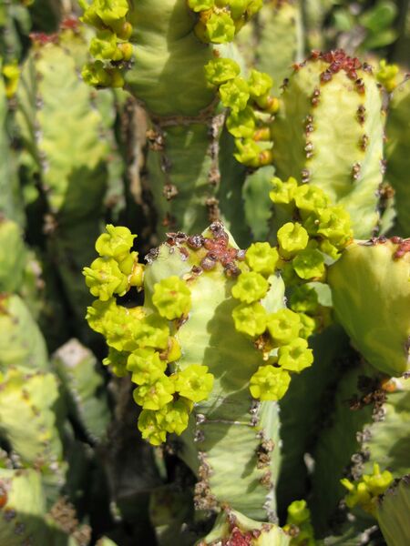 File:IMG 4300 hunt0904.jpg