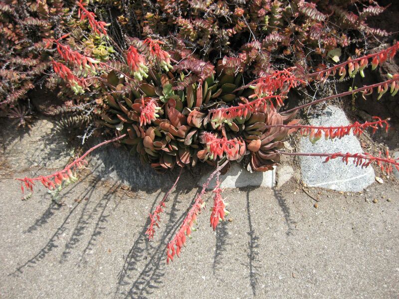 File:IMG 4301 hunt0904.jpg