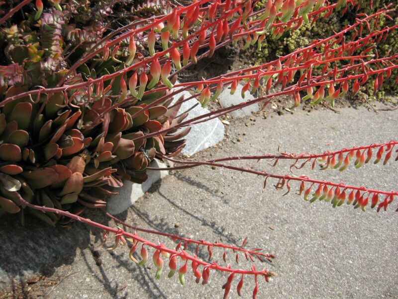 File:IMG 4302 hunt0904.jpg