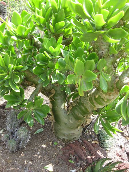 File:IMG 4304 hunt0904.jpg