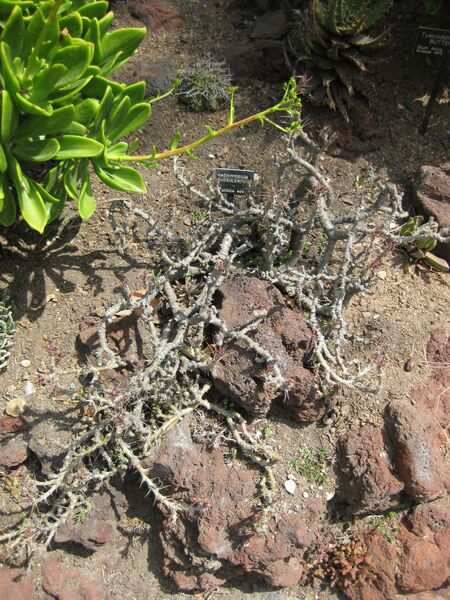 File:IMG 4306 hunt0904.jpg