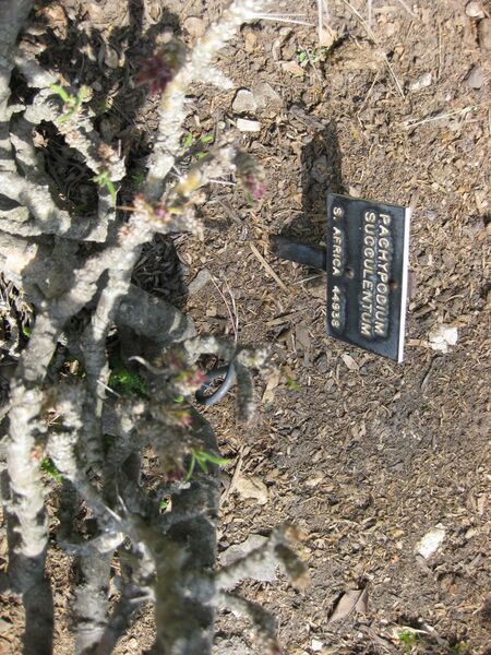 File:IMG 4307 hunt0904.jpg