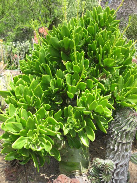 File:IMG 4308 hunt0904.jpg