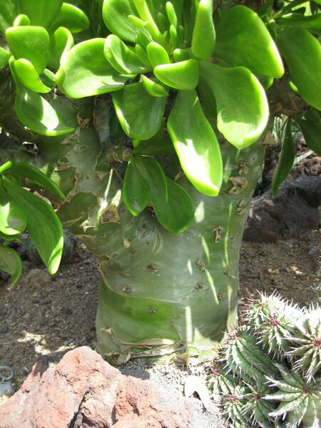 File:IMG 4310 hunt0904.jpg