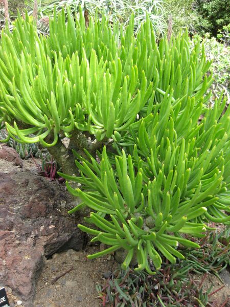 File:IMG 4311 hunt0904.jpg