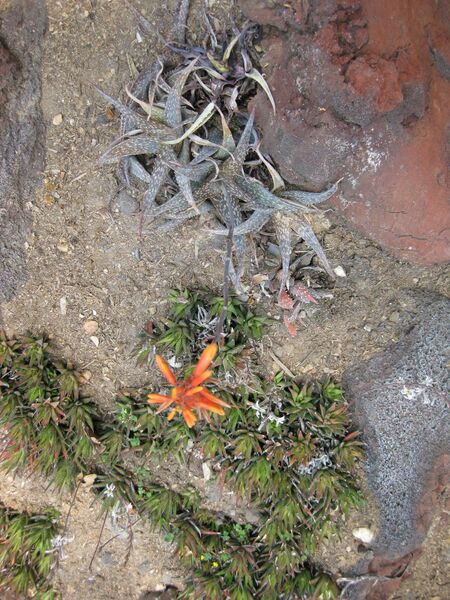 File:IMG 4313 hunt0904.jpg