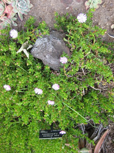 File:IMG 4314 hunt0904.jpg