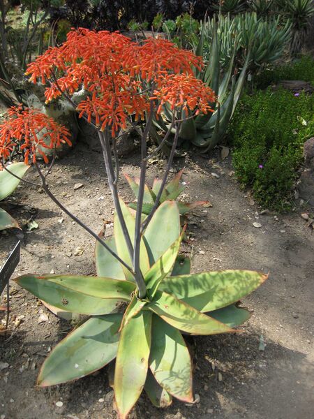 File:IMG 4316 hunt0904.jpg