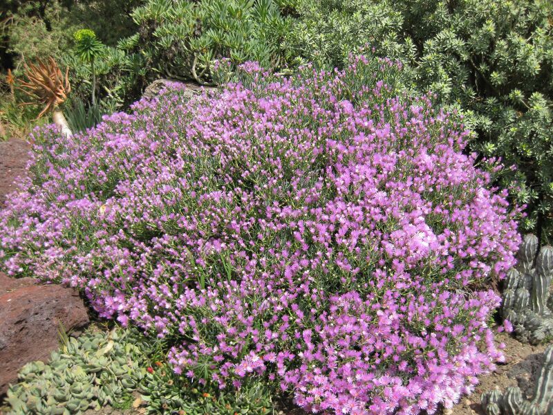 File:IMG 4317 hunt0904.jpg