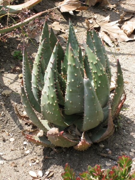 File:IMG 4318 hunt0904.jpg