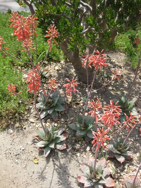 File:IMG 4319 hunt0904.jpg