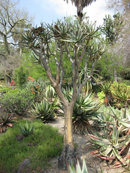 File:IMG 4321 hunt0904.jpg