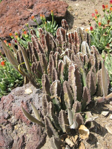 File:IMG 4324 hunt0904.jpg