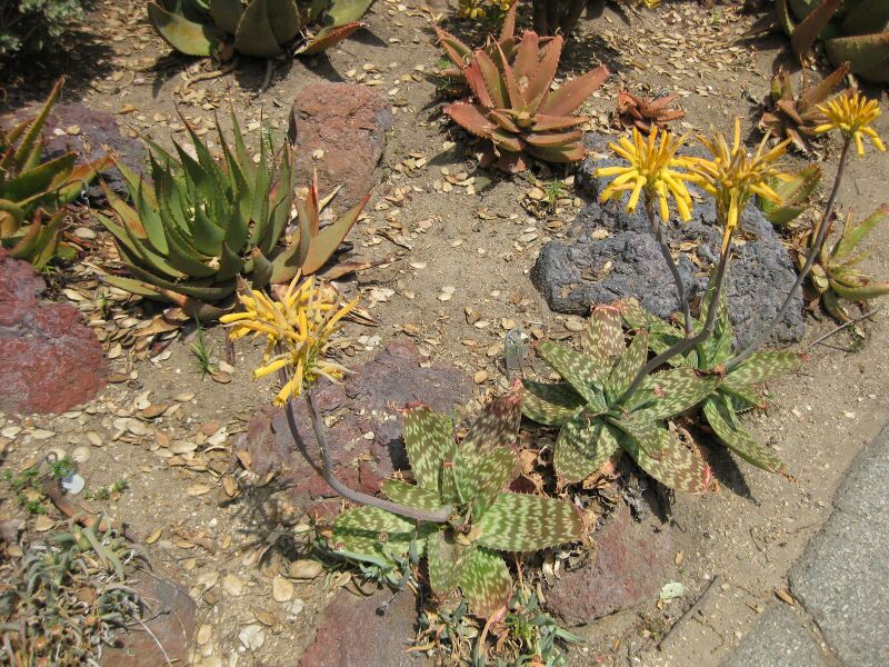 File:IMG 4325 hunt0904.jpg