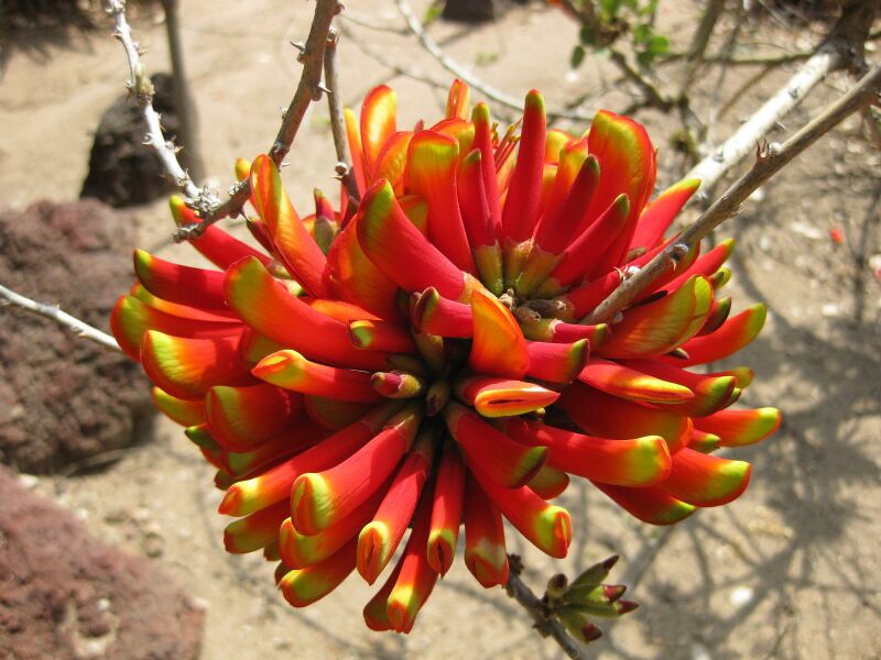 File:IMG 4327 hunt0904.jpg