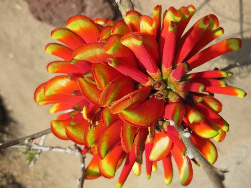 File:IMG 4328 hunt0904.jpg