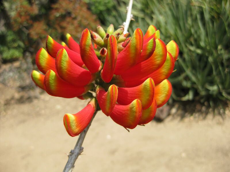 File:IMG 4329 hunt0904.jpg